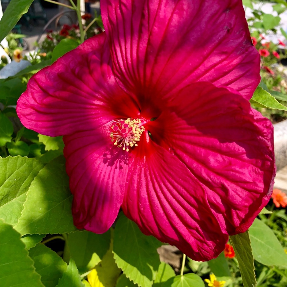 Meet your Posher, Brenda